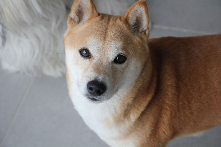 Mon Kenji